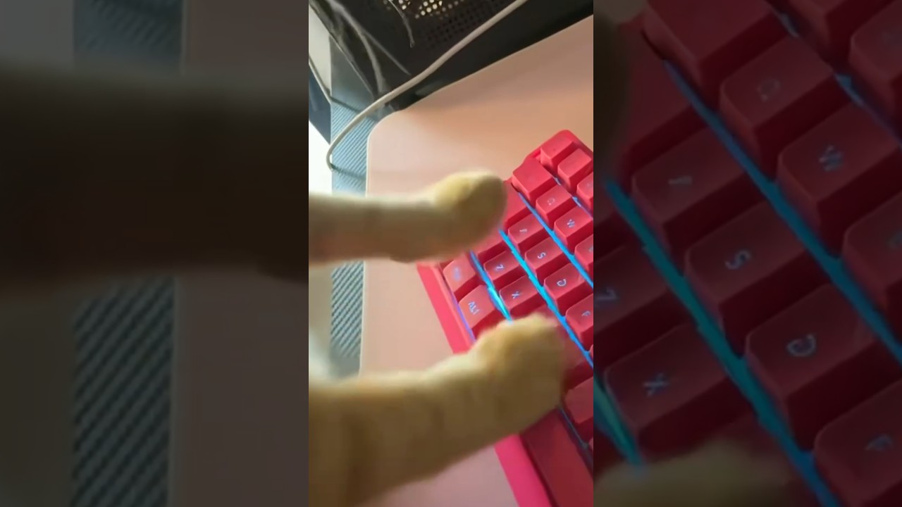 Orange Cat Types Furiously on Pink Backlit Keyboard