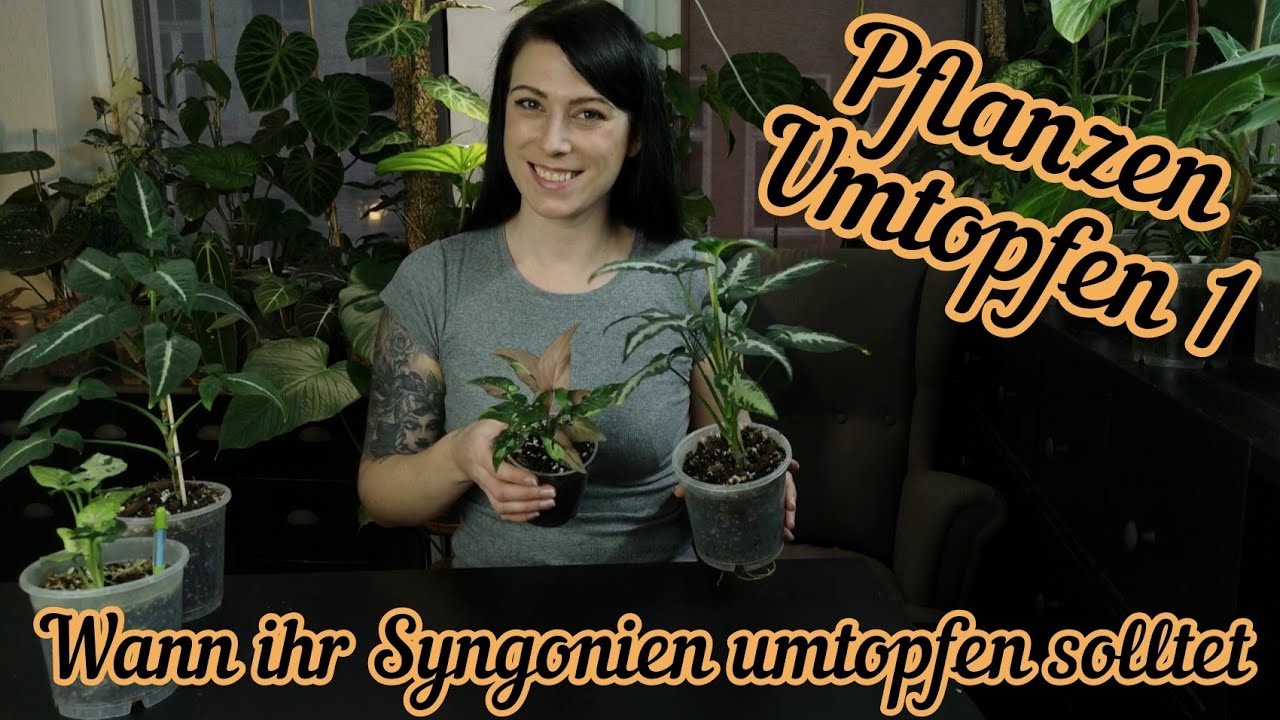 Zimmerpflanzen umtopfen | wann ein neuer Topf ntig ist
