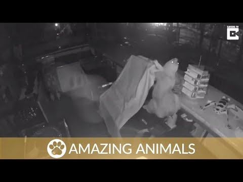 Sneaky Sloth Breaks Into Restaurant Before Falling On Floor - This stealthy sloth channeled his inner Tom Cruise when he infiltrated a restaurant after hours in search of snacks.