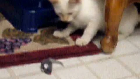 Video 11696541: sphynx kitten, flame point kitten