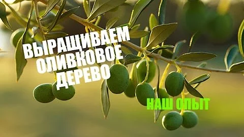 #68. КАК ВЫРАСТИТЬ ОЛИВКОВОЕ ДЕРЕВО В ДОМАШНИХ УСЛОВИЯХ / Наш опыт.