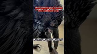 Kita Diajarin Benci Gagak Sejak Kecil Namun Faktanya shorts trending faktaunik reels gagak