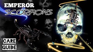 Emperor Scorpion Care Guide - How To Take Care Of Scorpions - Feeding and Handling (And Being Stung) screenshot 1