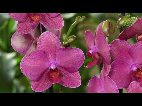 Wideo: Tajemnicza orchidea: rośnie w domu