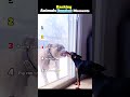 Ranking Animals Funniest Moments #dogs #cat #shorts #ranking