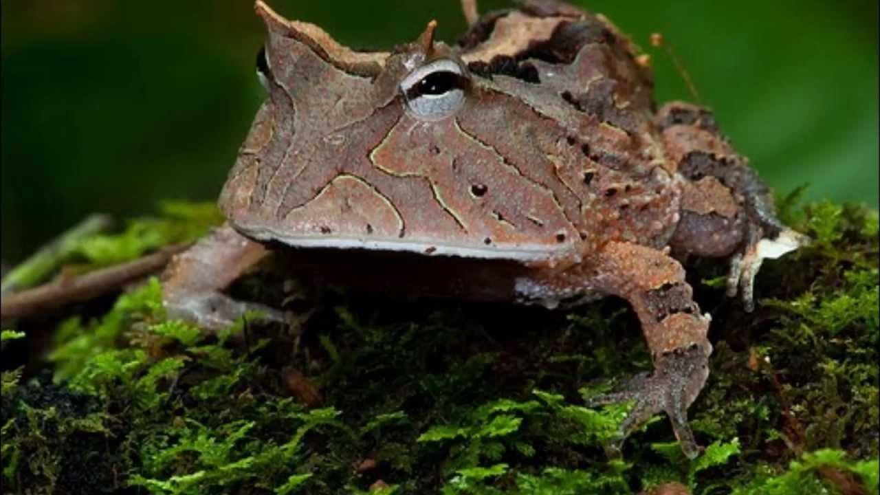 TOP 10 WEIRD ANIMALS YouTube