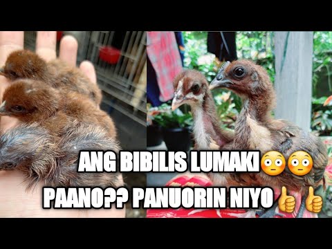 PASILIP SA AKING MUNTING BROODER-PAANO ITO MAPANATILING MALINIS. - YouTube