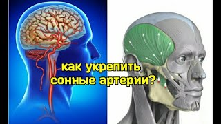 Сонные Артерии Даруют Жизнь Шее И Мозгу. Как Освободить Их От Компрессии?