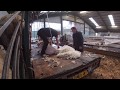 Shearing 300 sheep