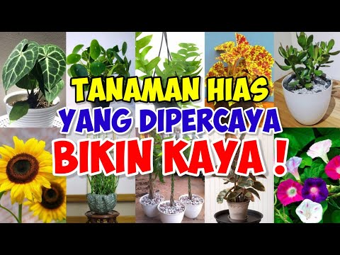 Video: Tanaman Untuk Menarik Kekayaan. Bagian 1