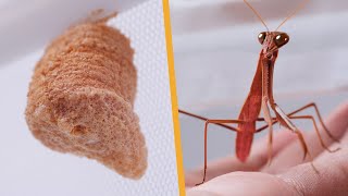 From Egg to Adult: A Year's Filming of A Praying Mantis by Petit World 865 views 1 year ago 10 minutes, 26 seconds