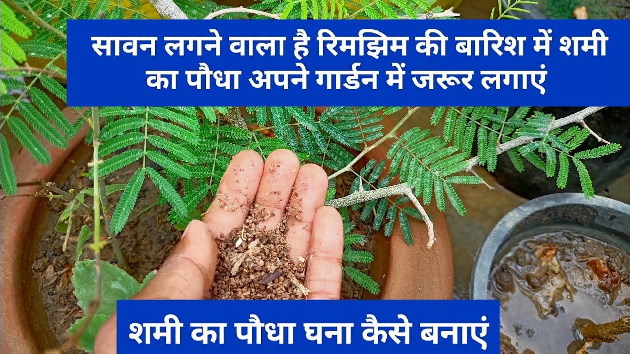 शमी के पौधे में यह चीज जरूर डालें#mk garden #Shami plant care#viral ...