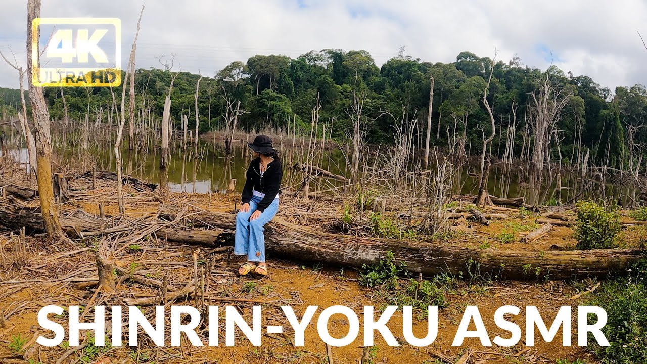 Shinrin Yoku Forest Bathing ASMR: Soothing Sounds by the Lake - YouTube