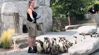 Fütterung Der Pinguine Im Luisenpark, Mannheim