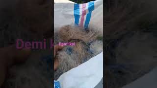 MEDIA FILTER KOLAM KOI JARING NELAYAN #ikankoiberkualitas #koi #ikanhiaskoki #jualpakanikankoi
