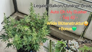 Balkon/Outdoor Grow DEUTSCH - BLÜTEPHASE - Dr. Grinspoon - Woche 6