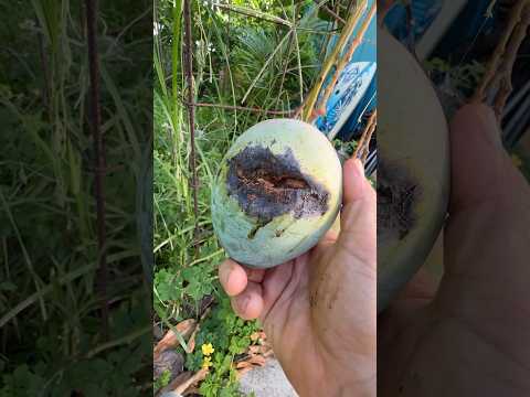 Bacterial Black Spot on Mango Trees (BBS) – Kent Mango Example