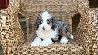 Crystal, Blue eyed mini Bernedoodle by Happy Tail Pets 1,419 views 2 months ago 55 seconds