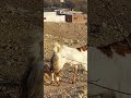goats coming down from hill #shorts #reels #viral #punjab pakistan
