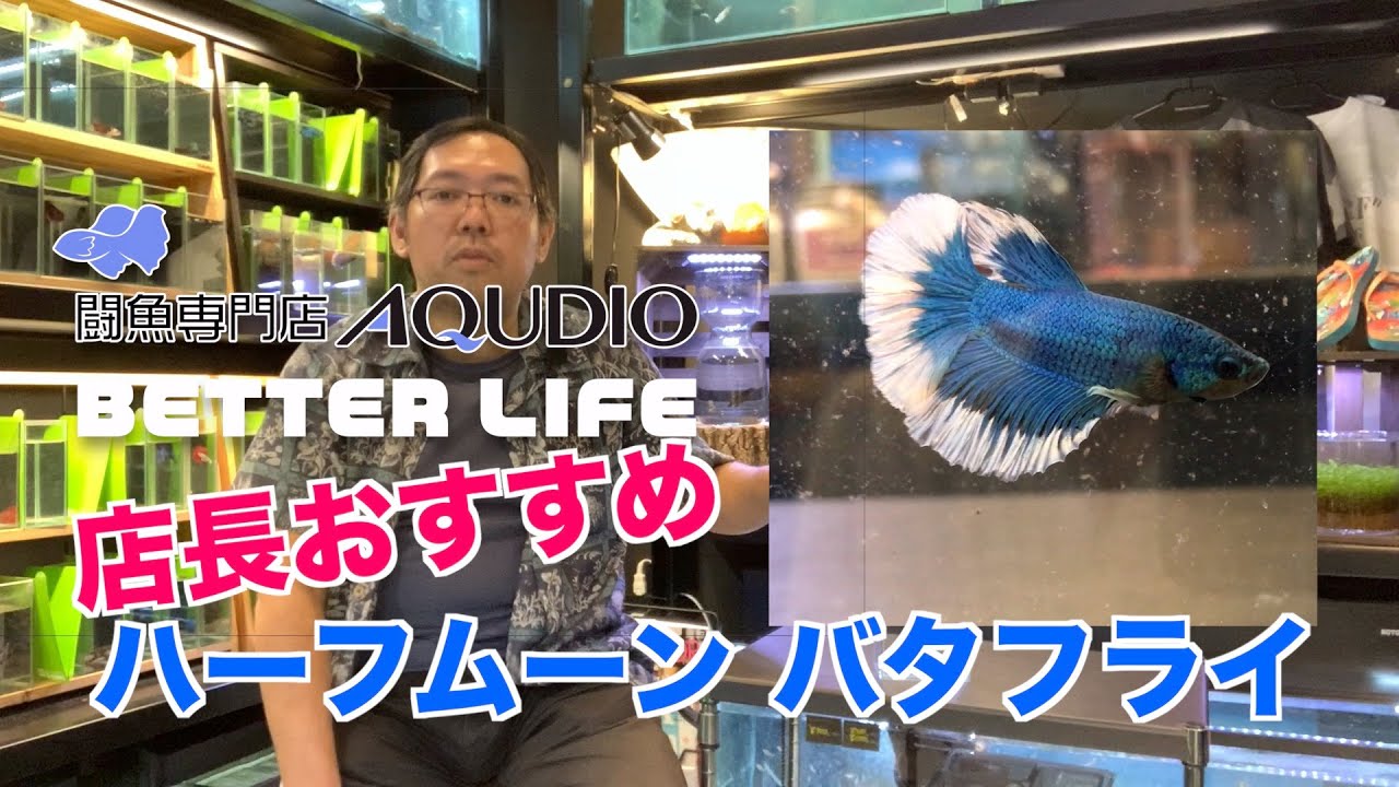 今年注目の人気ベタランキング ニモ系 ダンボ系など人気種をご紹介です トロピカ