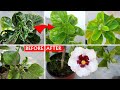 DO THESE To Treat Hibiscus Leaf CURL Disease Permanently