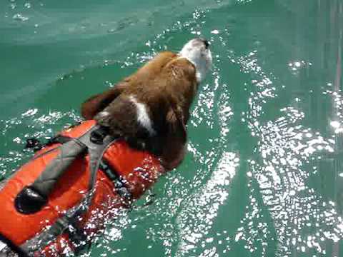 Beagle swimming with a life vest
