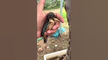 Real Life Disney Moment: Man Saves Tiny Bird Stuck in Tree 🐦🌳✨