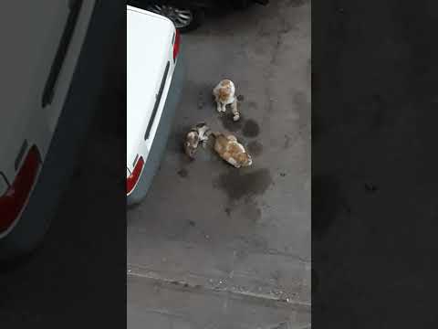 خانواده پیشگولی ها محله بداز غذا تفریح و بازیگوشی می کنند      