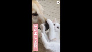 優しいワンコが、子猫のペチペチ攻撃を受け止める…♪ ずっと見ていたい二匹のじゃれ合い(*´ェ`*) #Shorts