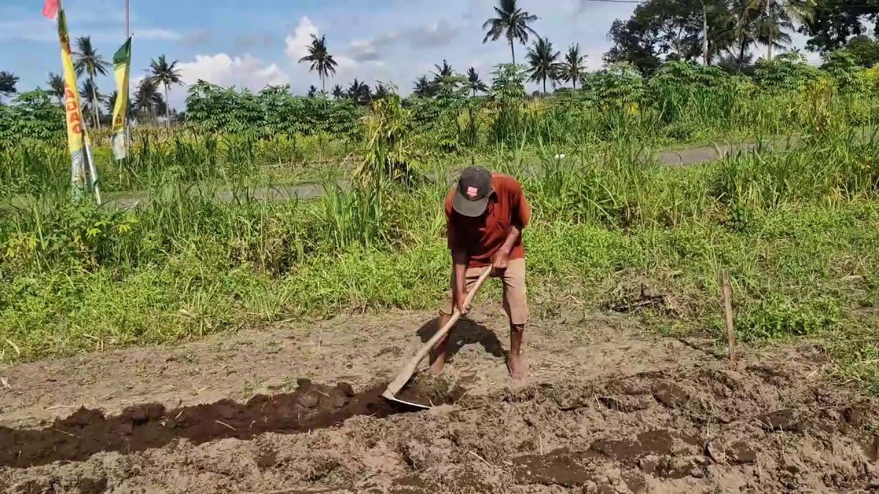 TRADITIONAL BUT POWERFUL! WATCH THIS FARMER EASILY PREPARE A CORN FIELD BY HAND - Agriculture Tools