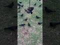 Red winged black birds ￼#birdfeeder #Birds #animalsounds