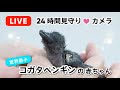 【コガタペンギンの赤ちゃん 24時間見守りカメラ】