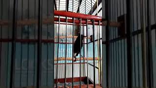 Download Lagu Burung decu isian sikatan londo MP3