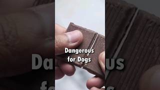 3 Human Foods That Are Dangerous To Dogs #shorts #dogs #dogtraining #tuc