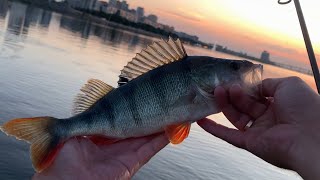 видео: Головень і великий ОКУНЬ в центрі міста! Риба відривала приманки!) картинка: Головень і великий ОКУНЬ в центрі міста! Риба відривала приманки!)