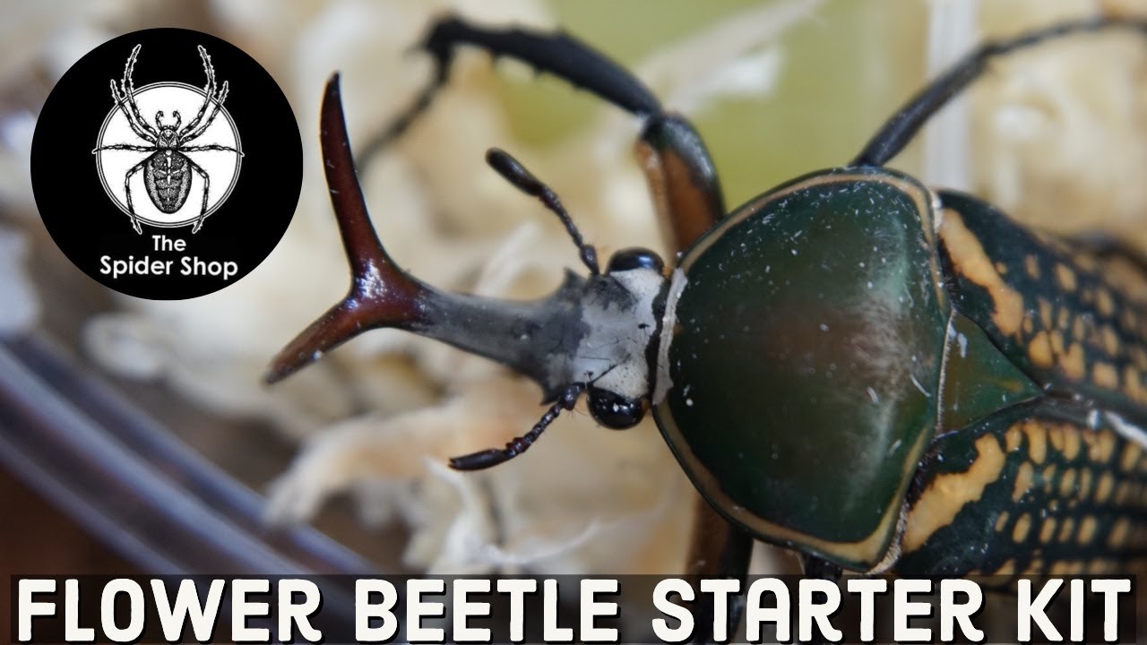 The Spider Shop Flower Beetle Starter Kit