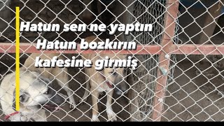 Kangal Ve Alabai yavrularımıza ziyaret