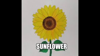 How to draw and color Sunflower easily | Yellow flower painting | Poster color