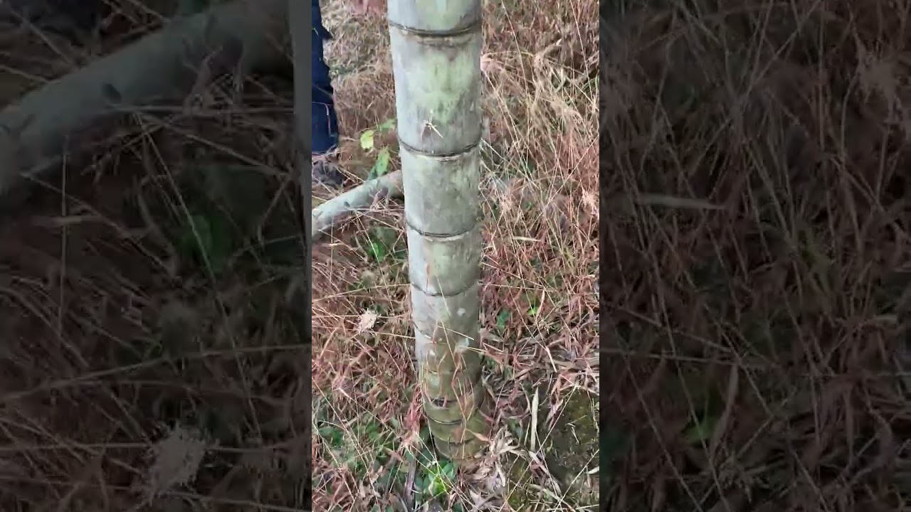 Best Bamboo Cutting Shear... 