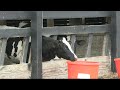 Butchers struggle to keep up with beef demand as supply shrinks