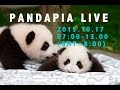 Pandapa live 20151017
