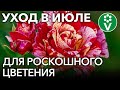 РОЗЫ В ИЮЛЕ: чем подкормить и как обрезать для обильного и продолжительного цветения