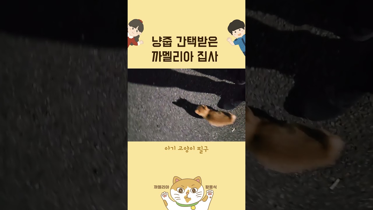 냥줍 간택받은 까멜리아 집사🐈 #shorts