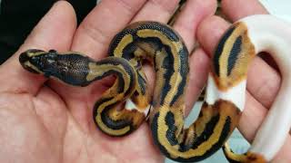 Ball Pythons - Clutch #3 Update and Availability Net Worth