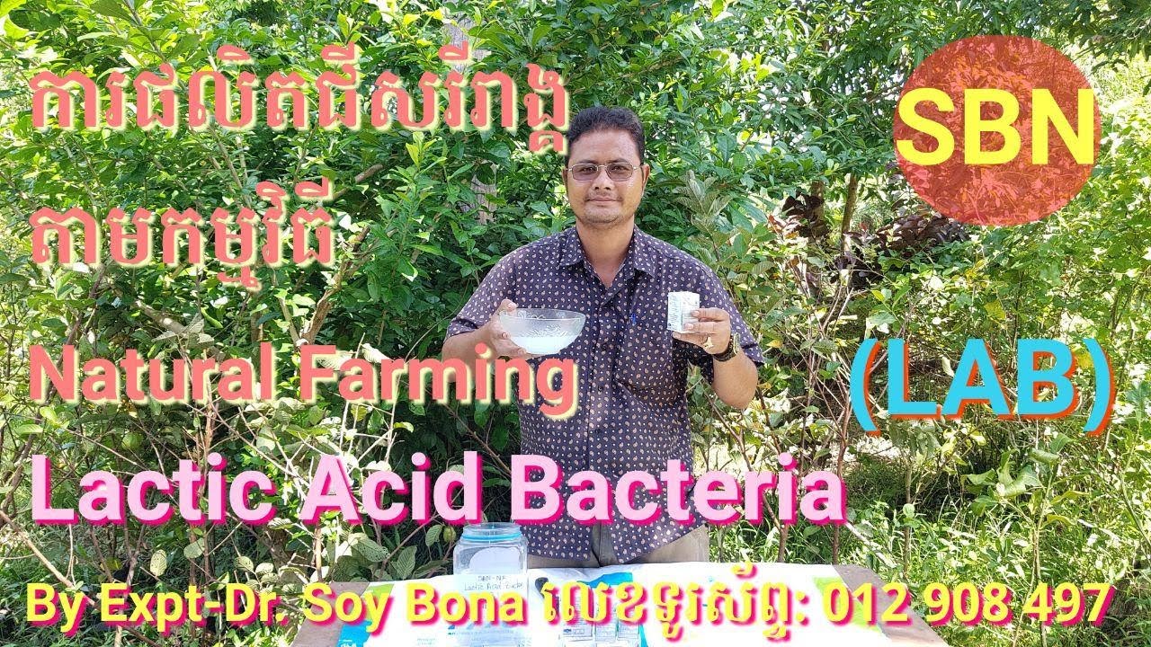 ការផលិតជីសរីរាង្គតាមកម្មវិធីNatural Farming Lactic acid Bacteria (LAB)ភាគ១ |Soy Bona|