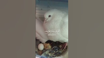 اسمعو الصوت #قران_كريم #تلاوة_خاشعة