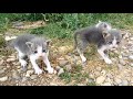 Nature - when a setter dog finds abandoned-orphaned kittens -Σκυλί Σέττερ βρίσκει ορφανά γατάκια