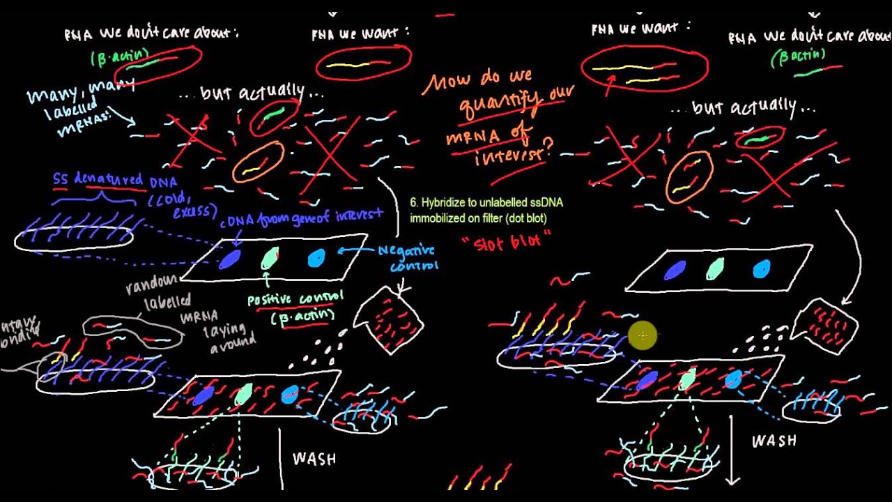 Nuclear Run On Transcription Assay Figure 5 33 Youtube