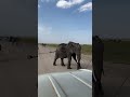 The Great Elephant Gathering! #safari #wildlife #elephant