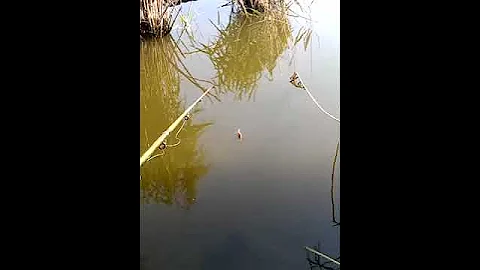 Как клюёт карась
